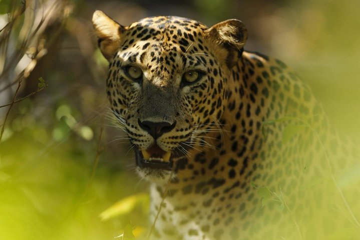 Full Day Safari in Wilpattu National Park With Picnic Lunch - Photo 1 of 7